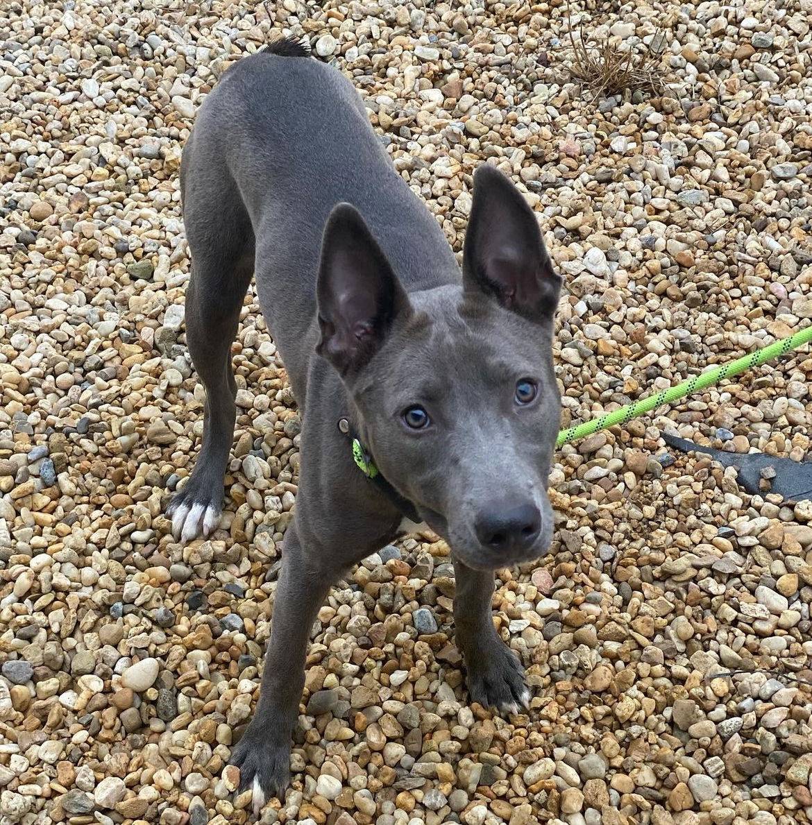 adoptable Dog in Derwood, MD named Nutmeg