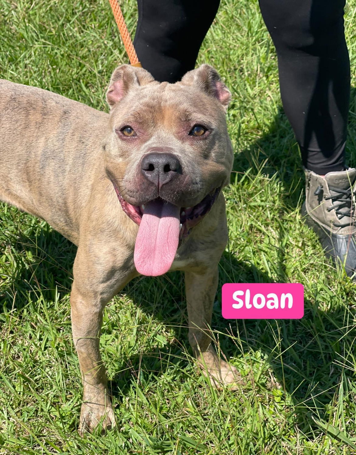 adoptable Dog in Derwood, MD named Sloane