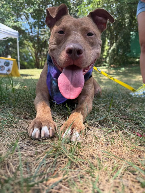 picture of the dog needing adoption