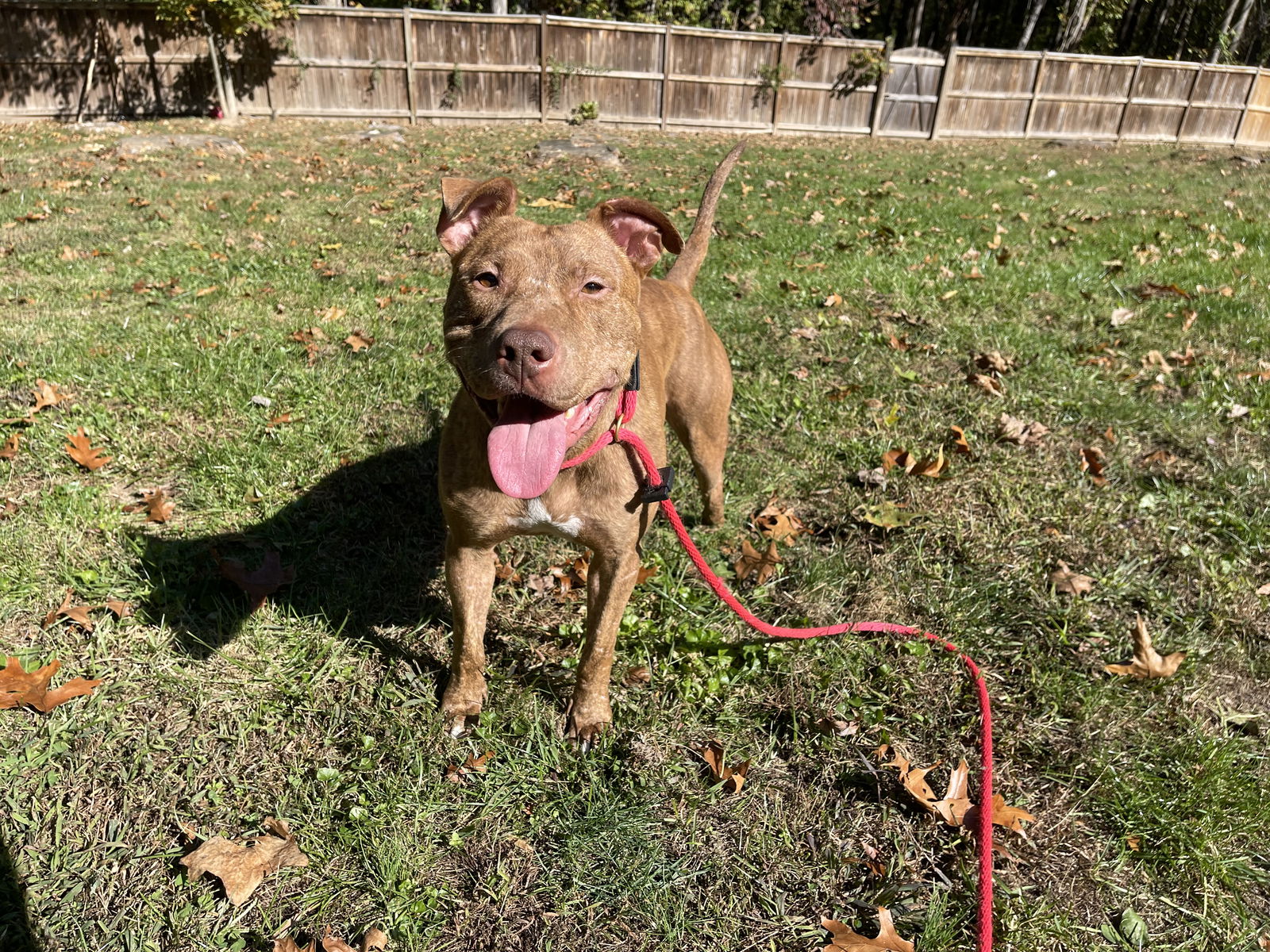 adoptable Dog in Derwood, MD named Caden