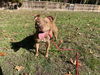 adoptable Dog in derwood, MD named Caden