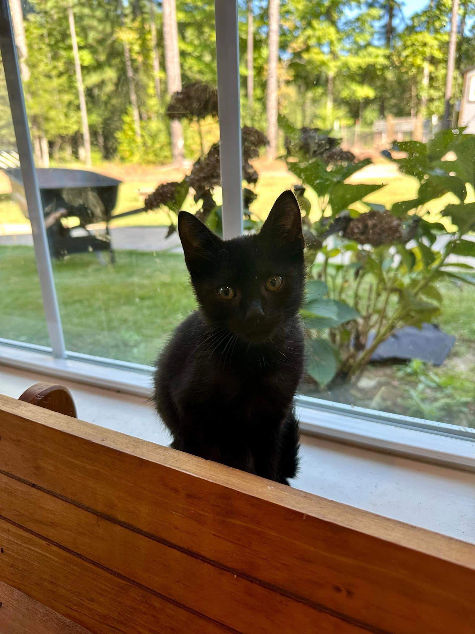 adoptable Cat in Derwood, MD named Cricket