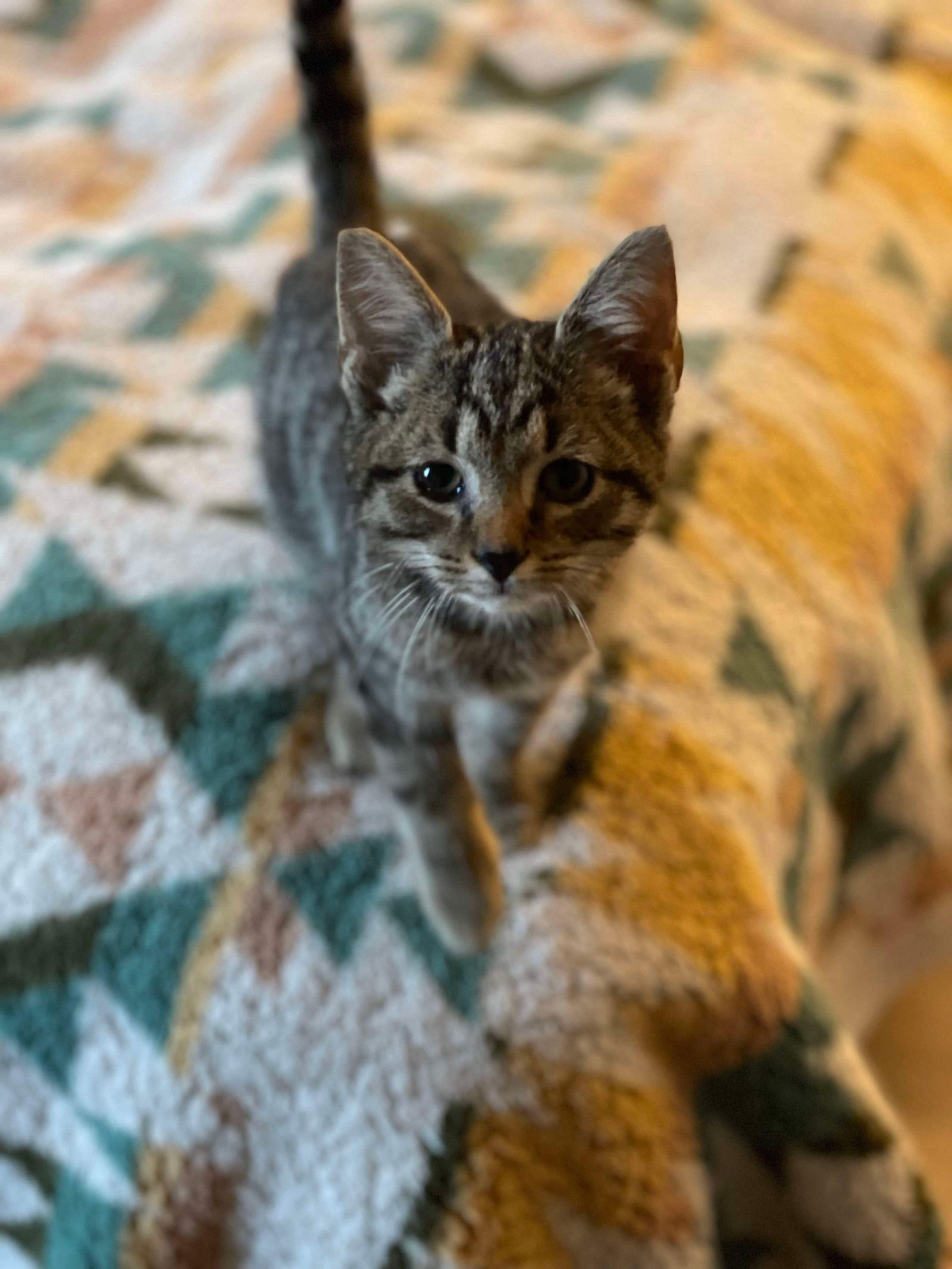 adoptable Cat in Derwood, MD named Bumblebee