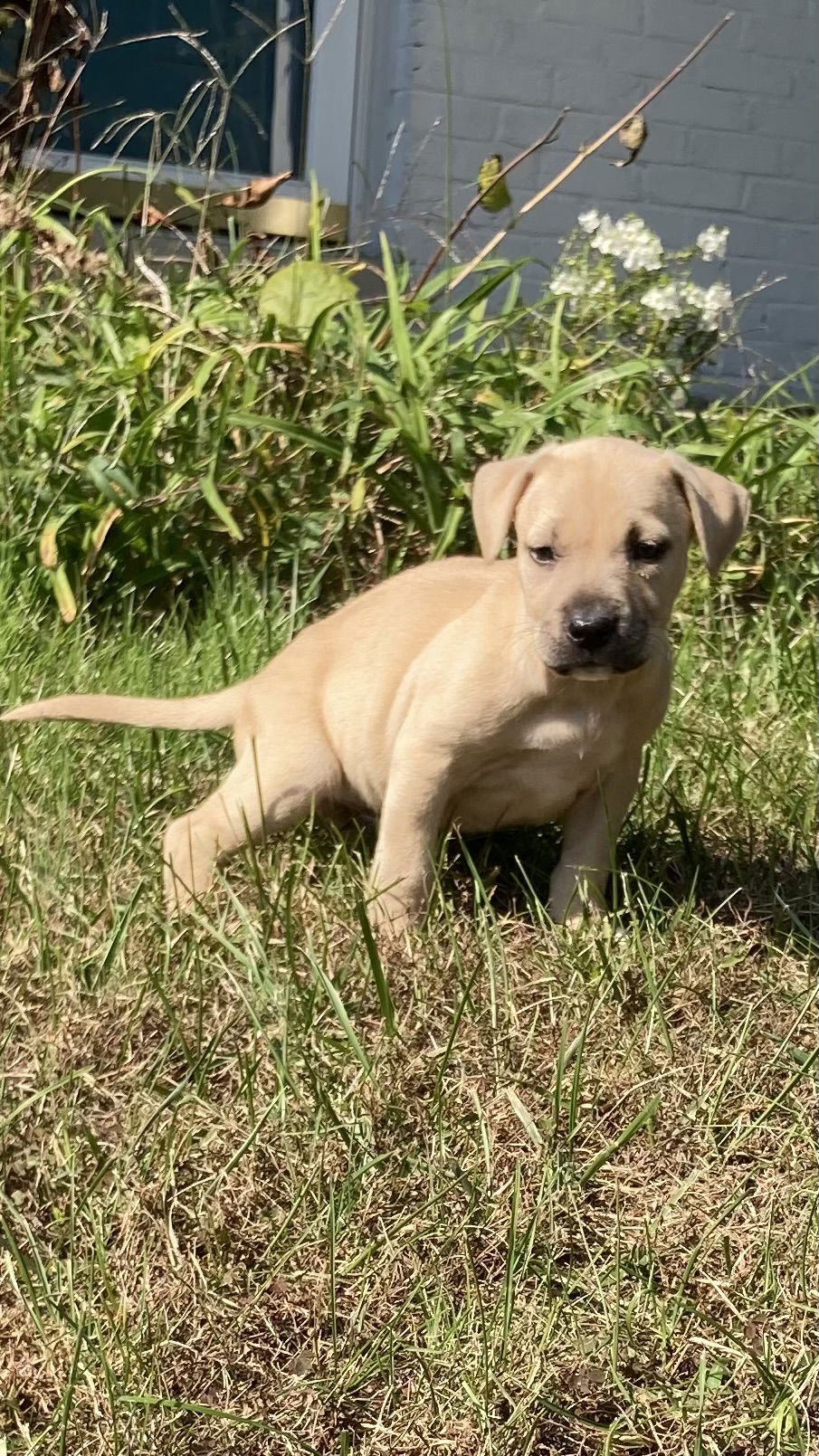 adoptable Dog in Derwood, MD named Butterfly