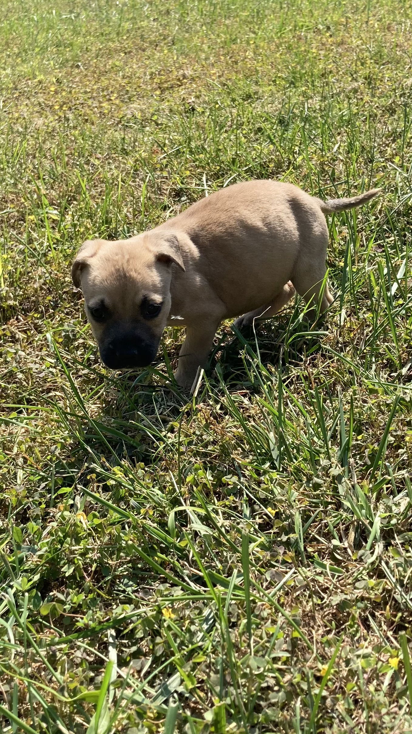 adoptable Dog in Derwood, MD named Ladybug