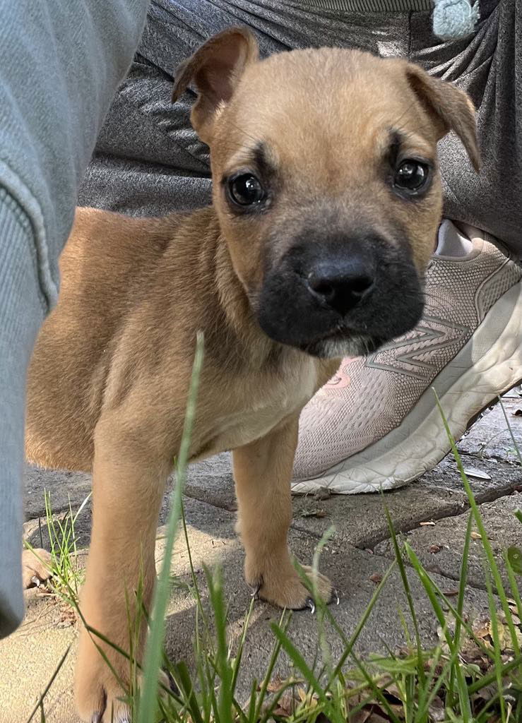 adoptable Dog in Derwood, MD named Firefly