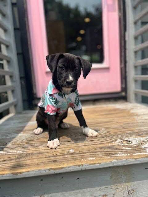 adoptable Dog in Derwood, MD named McFlurry