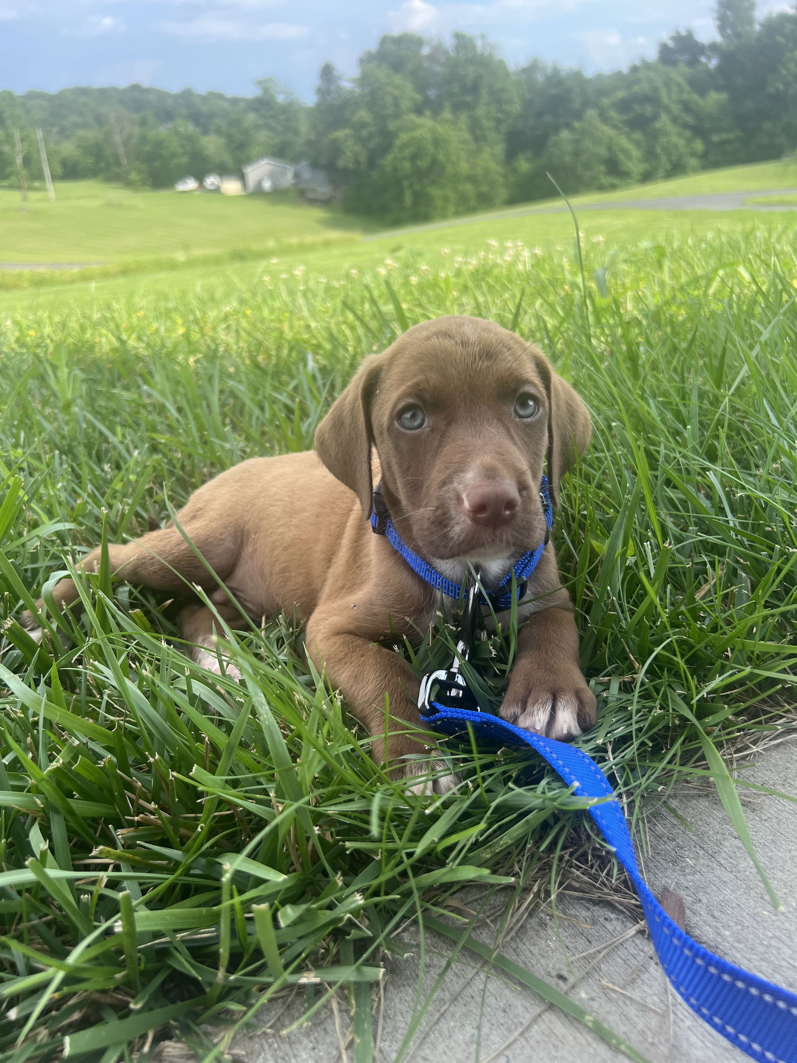 adoptable Dog in Derwood, MD named Chorizo