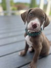 adoptable Dog in derwood, MD named Dante