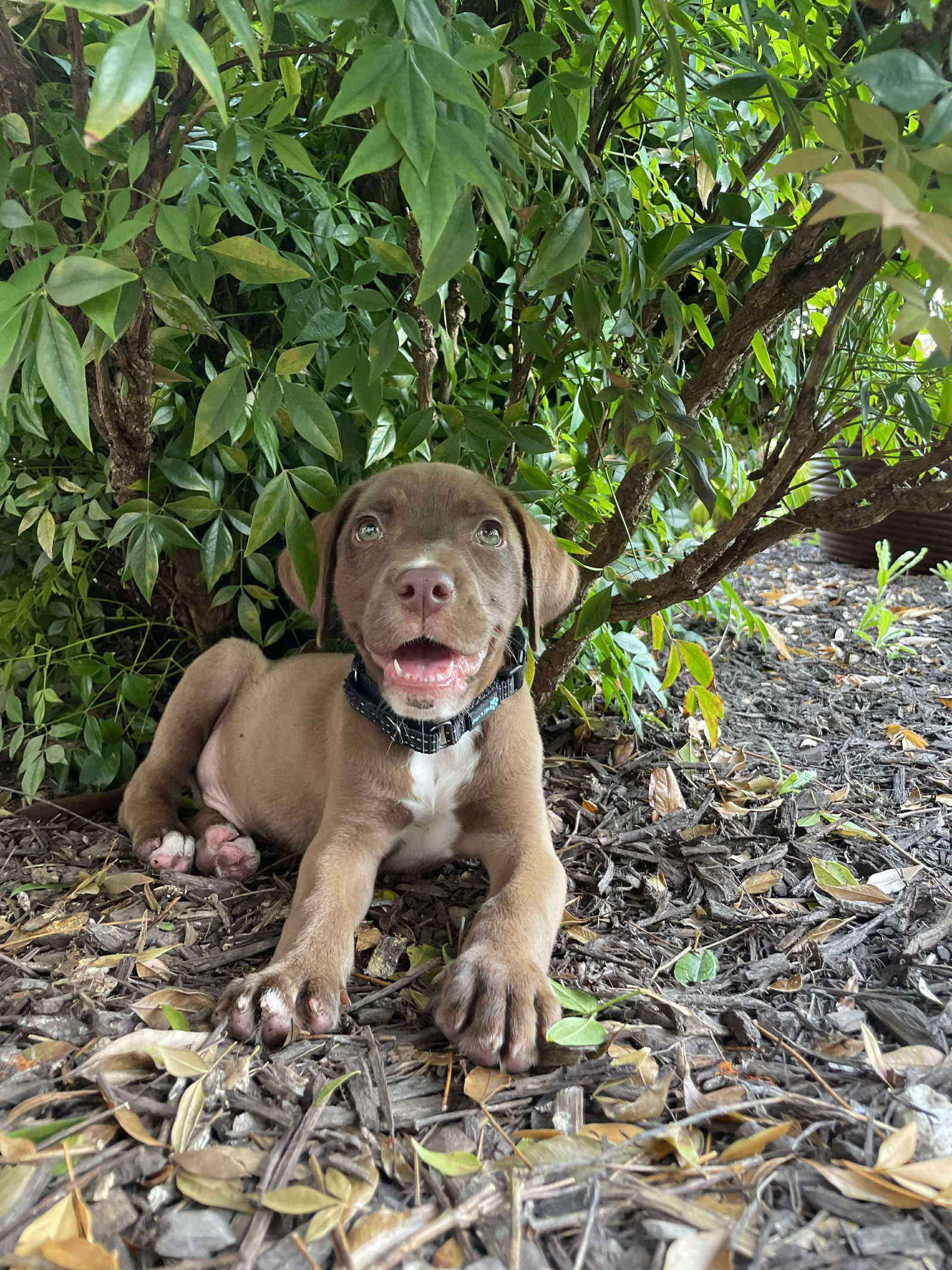 adoptable Dog in Derwood, MD named Hector