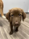 adoptable Dog in derwood, MD named Imelda