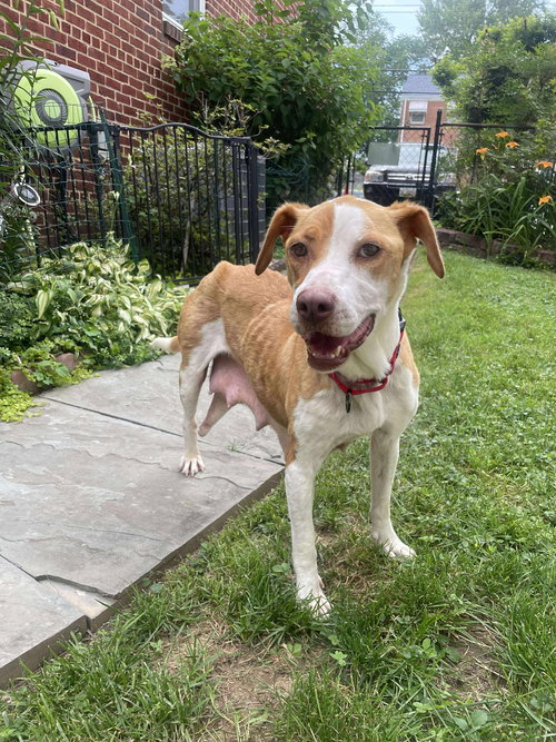 picture of the dog needing adoption