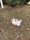 Coco - Photo 9