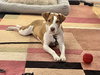 Coco - Photo 4