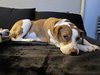 Coco - Photo 11