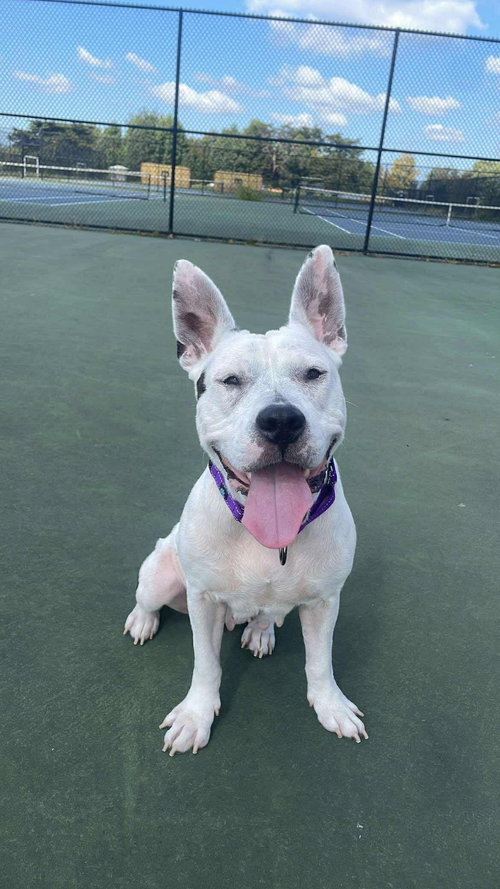 picture of the dog needing adoption