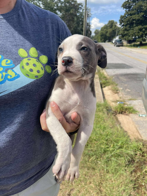 picture of the dog needing adoption