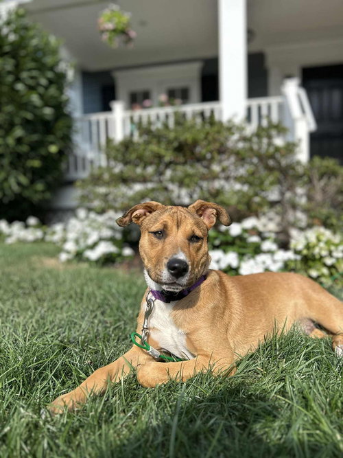 picture of the dog needing adoption