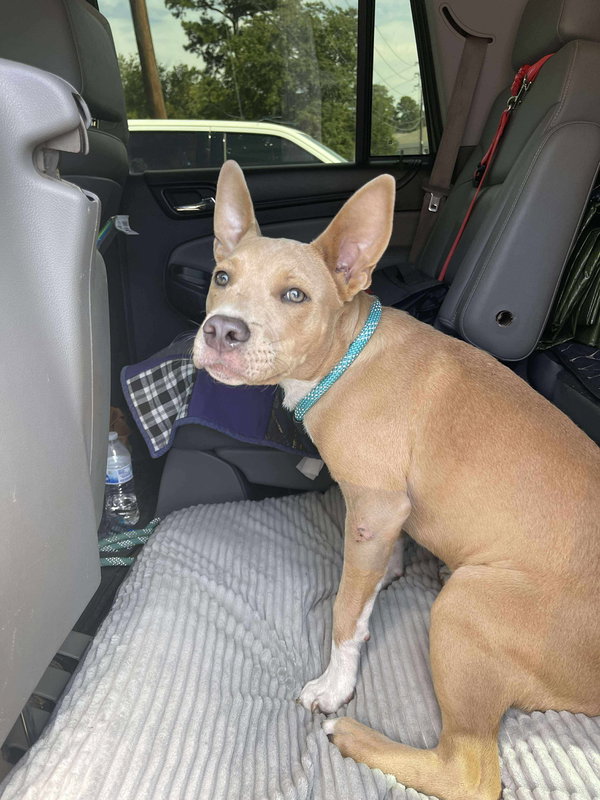 Scooby