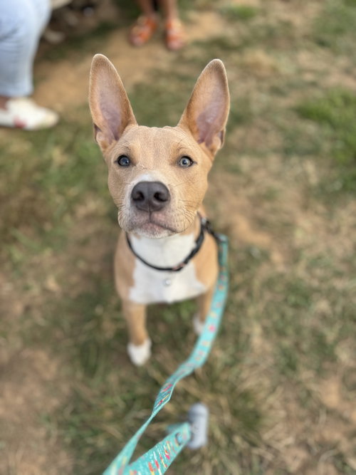 picture of the dog needing adoption