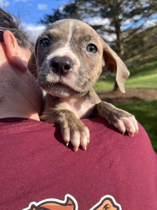 picture of the dog needing adoption