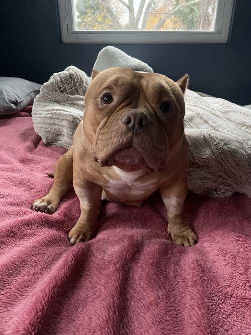 picture of the dog needing adoption