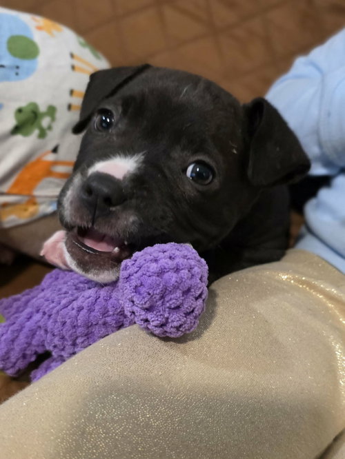 Dr. Bailey, an adoptable Pit Bull Terrier in Derwood, MD