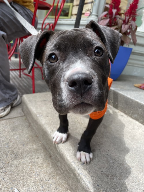 Dr. Bailey, an adoptable Pit Bull Terrier in Derwood, MD