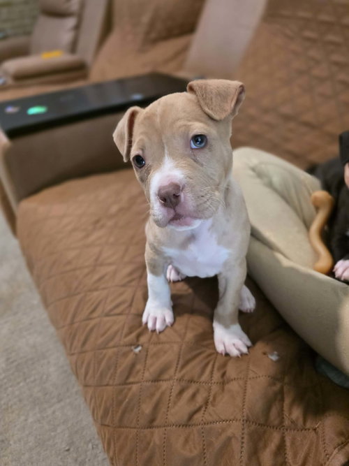 picture of the dog needing adoption