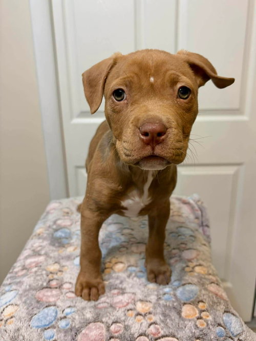 picture of the dog needing adoption