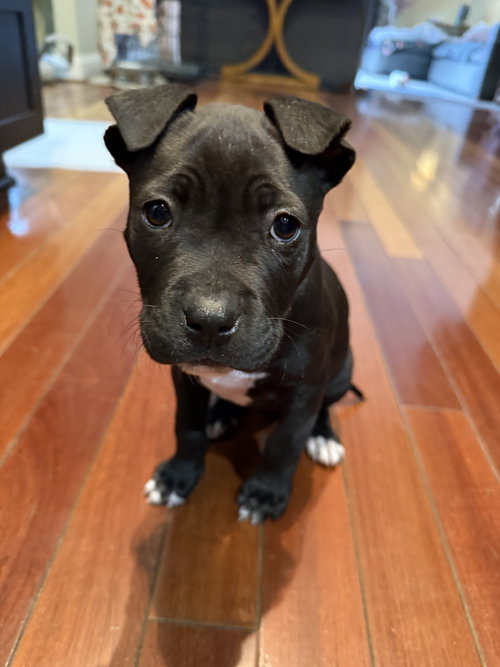 Dr. Yang, an adoptable Pit Bull Terrier in Derwood, MD