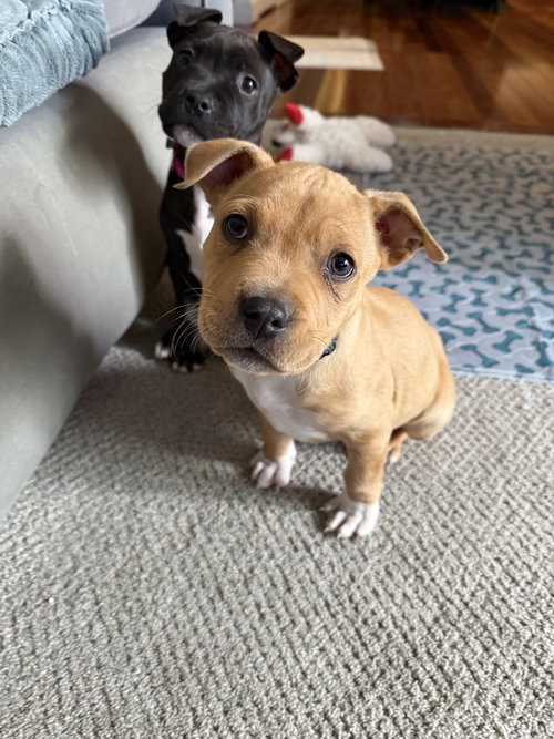Dr. Webber, an adoptable Pit Bull Terrier in Derwood, MD