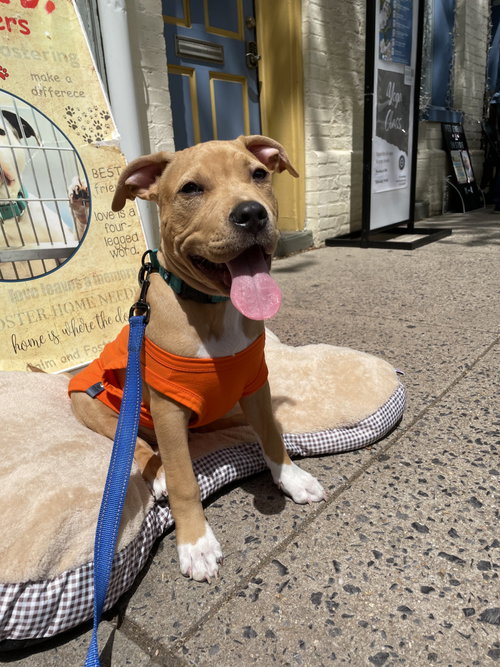 Dr. Webber, an adoptable Pit Bull Terrier in Derwood, MD