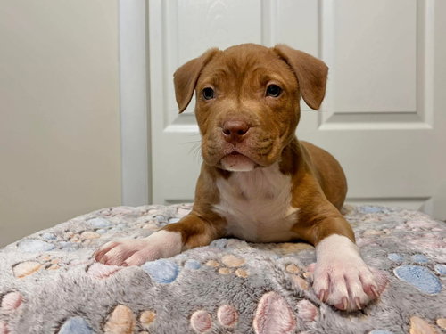 picture of the dog needing adoption