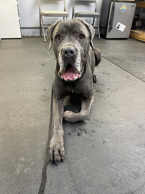 picture of the dog needing adoption