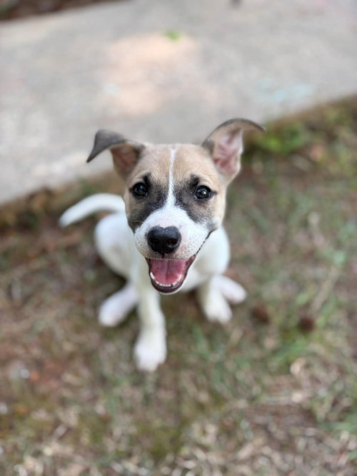 Blossom, an adoptable Terrier in Derwood, MD