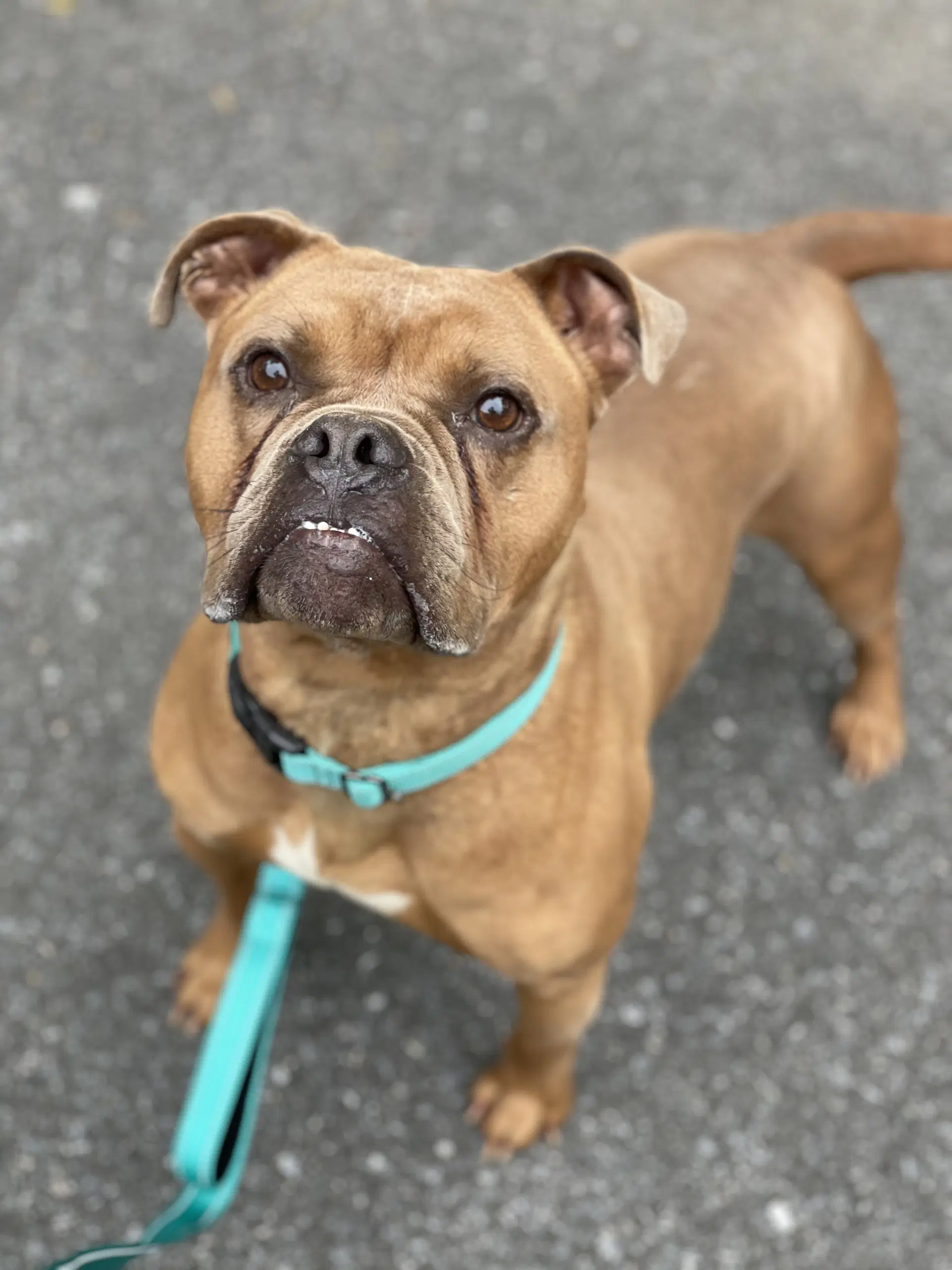 Mclovin - American Bulldog