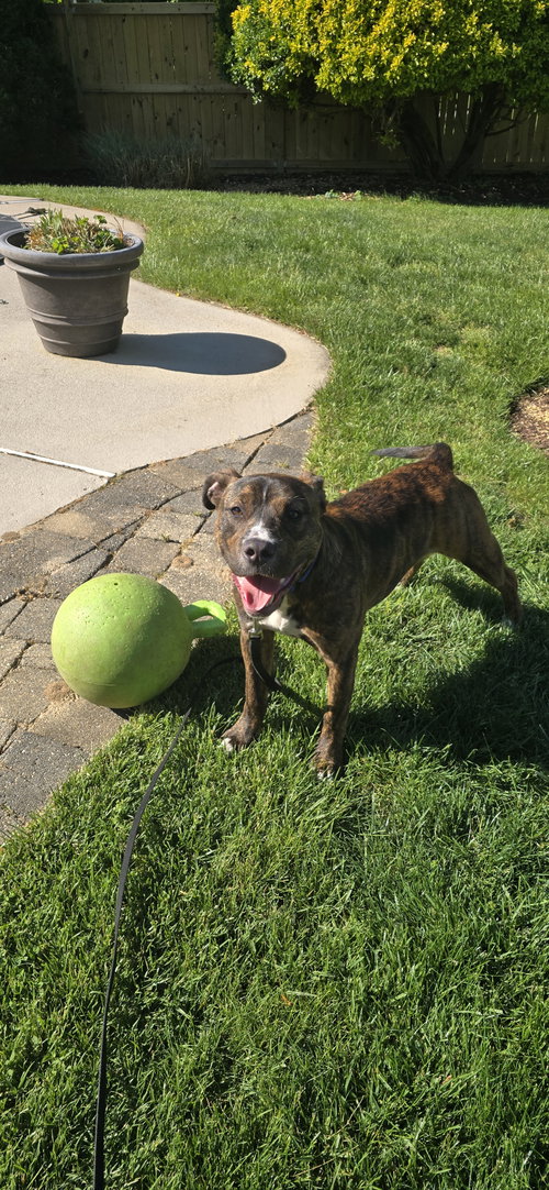 Tiger, an adoptable Pit Bull Terrier in Derwood, MD