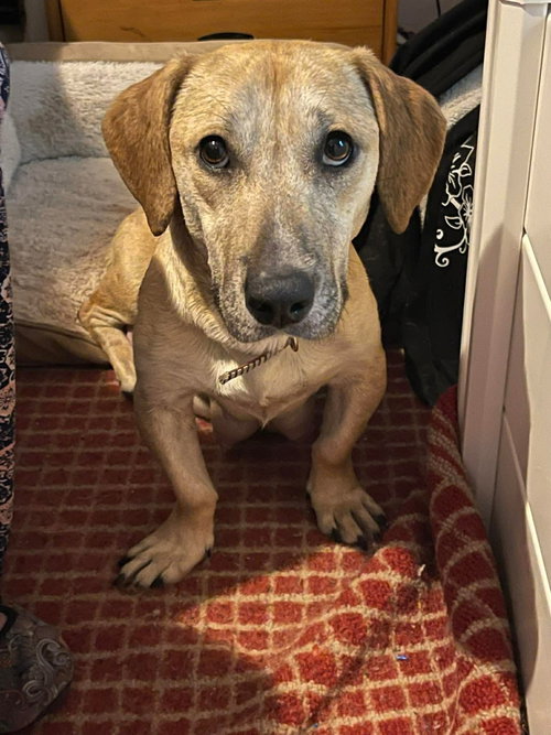 Kalinda, an adoptable Labrador Retriever in Derwood, MD