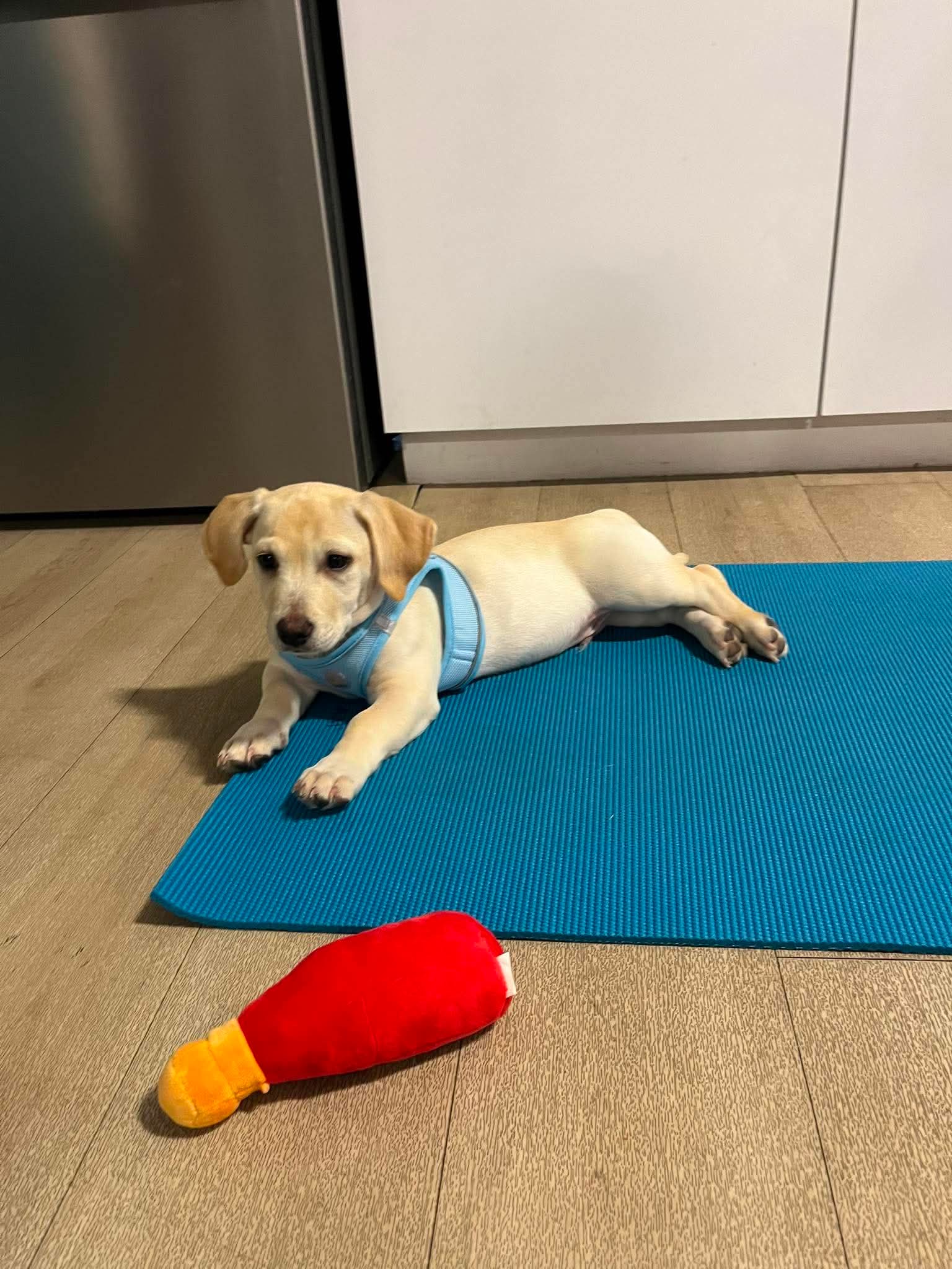Kai, photo 23