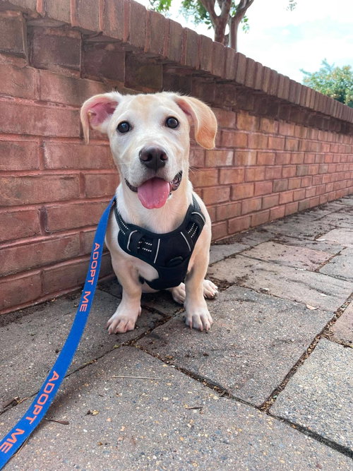Kai, an Unknown breed (short coat) dog for adoption in Derwood, MD, photo 1 of 5