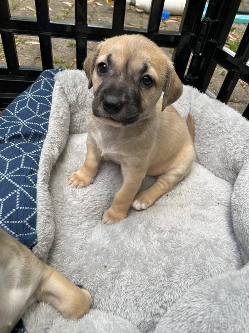 Kallie, an adoptable Labrador Retriever in Derwood, MD