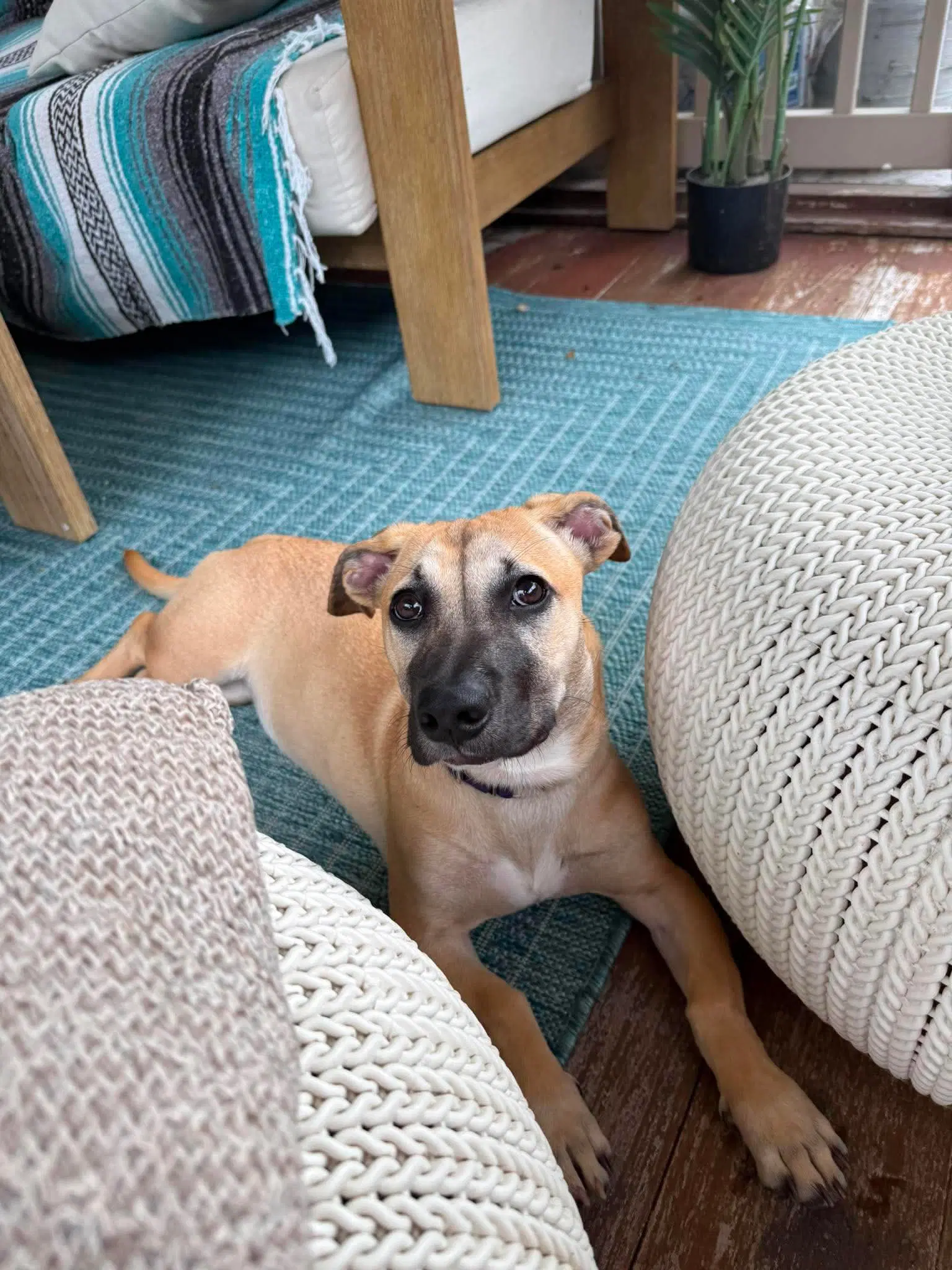 Kallie image 2