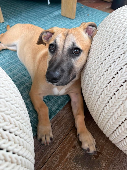 Kallie, an Unknown breed (short coat) dog for adoption in Derwood, MD, photo 1 of 5