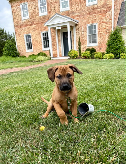Kieran, an adoptable Labrador Retriever in Derwood, MD