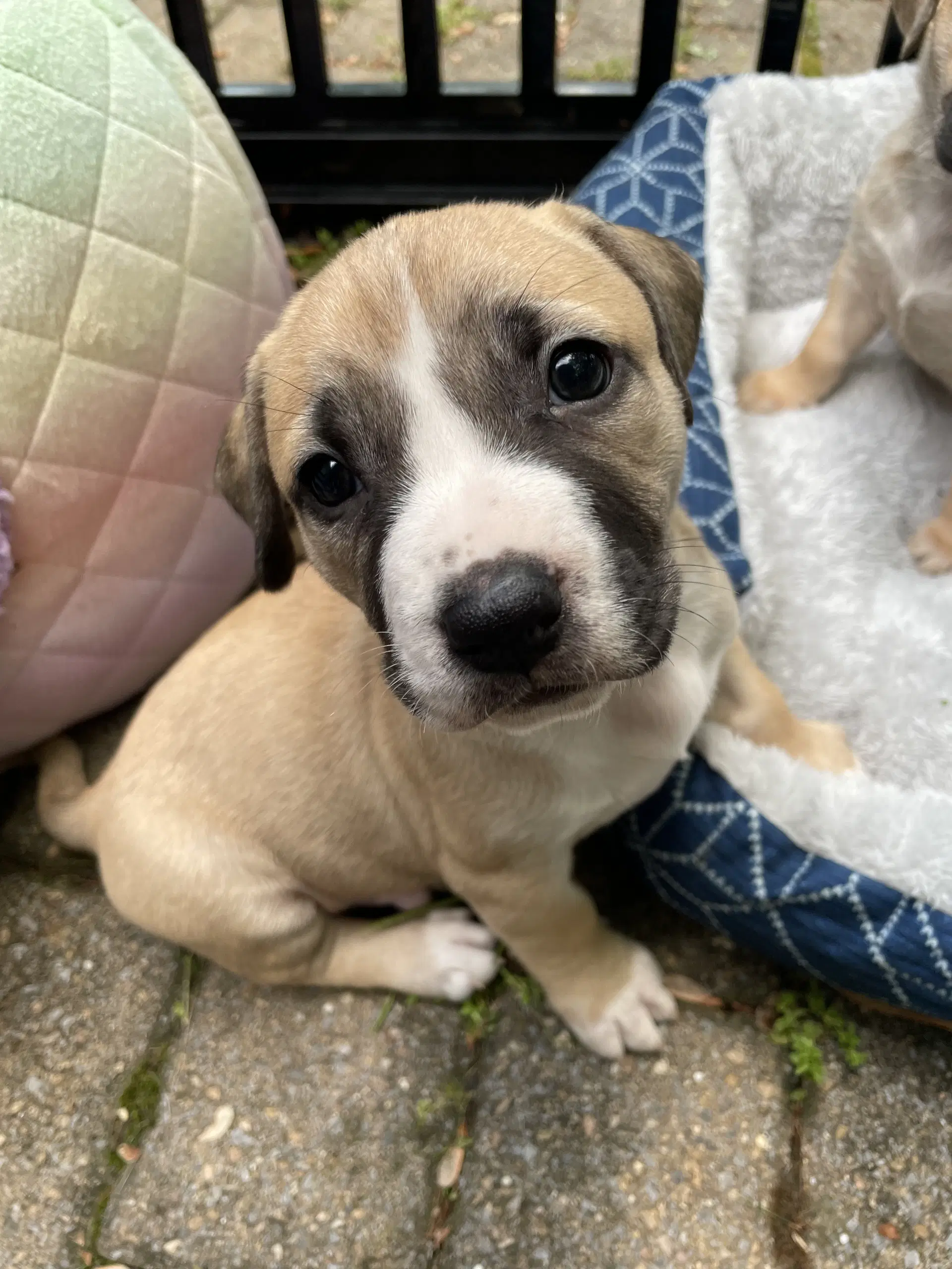 King - Pit Bull Terrier