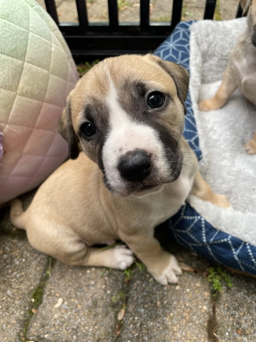 King, an adoptable Labrador Retriever in Derwood, MD
