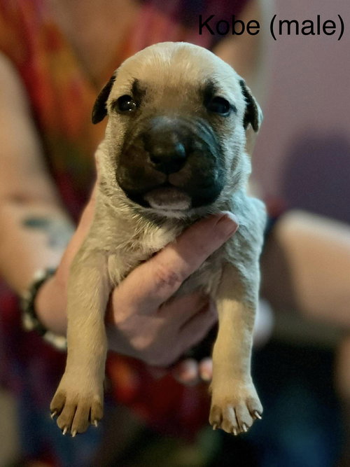 Kobe, an adoptable Labrador Retriever in Derwood, MD