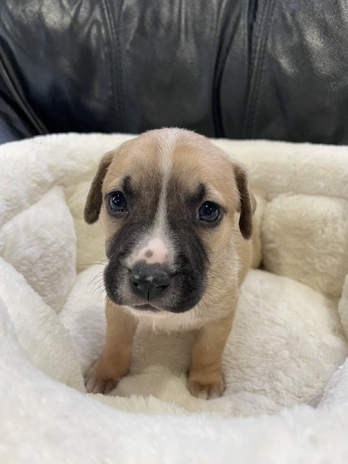 Krew, an adoptable Labrador Retriever in Derwood, MD