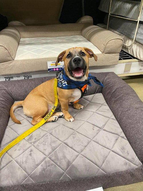 Krew, an Unknown breed (short coat) dog for adoption in Derwood, MD, photo 1 of 5